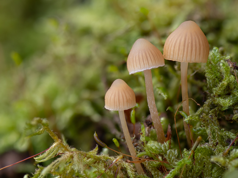 Galerina mniophila